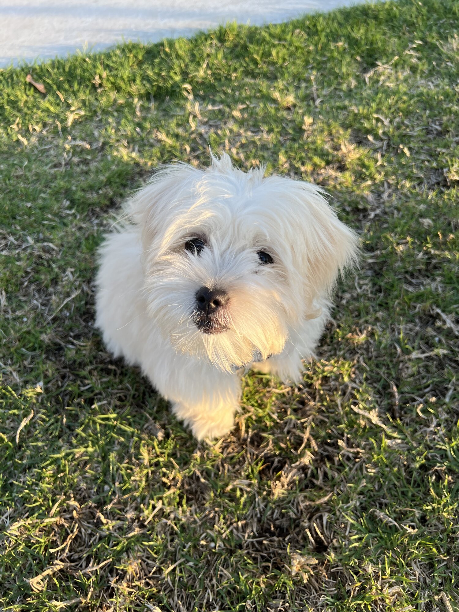 Five Month Old Female Maltese X