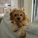 Rehoming 4 month mini cavoodle-1