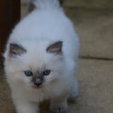 Premium, Friendly, Well Socialized, Healthy Purebred Ragdoll Kittens-3