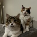 2 bonded 9 month and 6 month old kittens-5