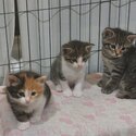 cutie little 3 kittens waiting for good hands-0