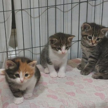 cutie little 3 kittens waiting for good hands