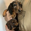 Miniature Dachshund puppies-4