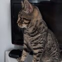 Good Home BSH(Tabby) kitten free To Good home-0