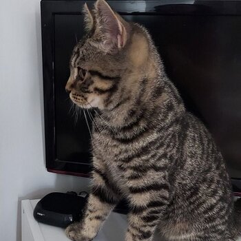 Good Home BSH(Tabby) kitten free To Good home