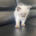 Purebred Ragdoll kittens available -1