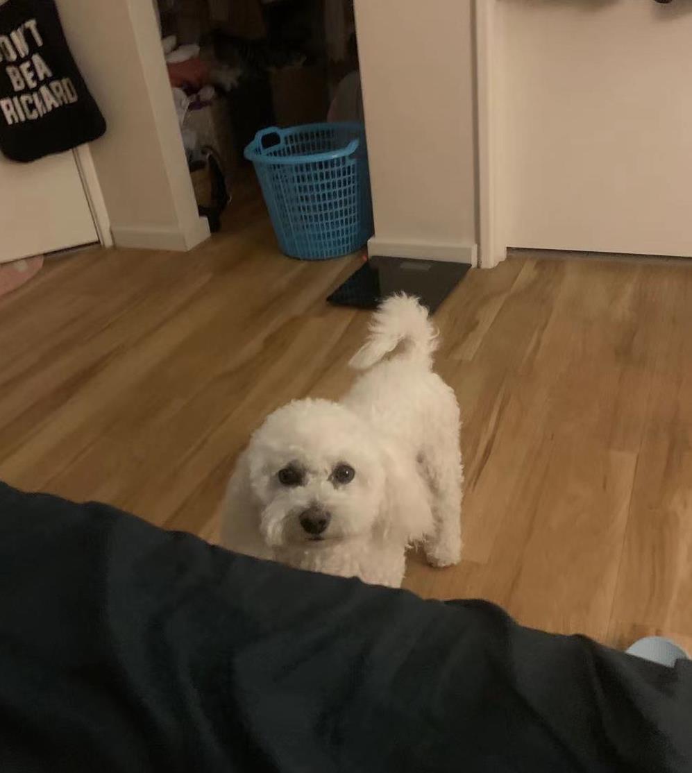 Purebred Bichon Frise For Stud (not for sale)