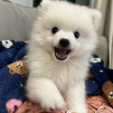 Fluffy Spitz Ready For a New Home Now Spitz Lovers