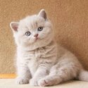 British shorthair kittens For Adoption male and female -3