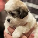 Stud Hire*  Shih Tzu x Maltese Male CALOUNDRA *For Stud Hire Only *-3