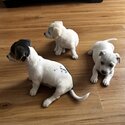 Jack Russell puppies -5