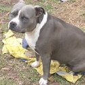 Pure bread blue and  white amstaff puppies -5