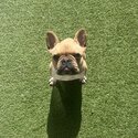 French Bulldog for sale-1