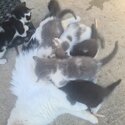 6 kittens to give to gd homes-2