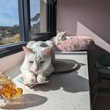 2 X white 3 year old cats. Affectionate and fun -1