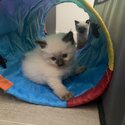 Purebred Ragdoll kittens available -2
