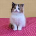 British shorthair kittens For Adoption male and female -4