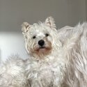 West Highland White Terrier Pure Bred “Main Register” Stud-0