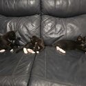 Beautiful 6month old tuxedo kittens needing good forever home together preferably..-0