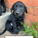 7 beautiful Labrador Puppies for sale-2