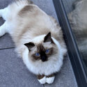 Two beautiful tri colored ragdoll cats for adoption -2