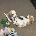 Gorgeous male beagle puppies for sale-5