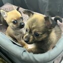Little chihuahua puppies xpomchi -2