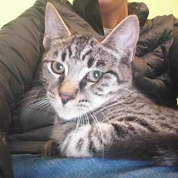 Leo, 5 months male kitten for good home