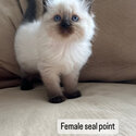Purebred Ragdoll Kittens 2x seal point 2x blue point-0
