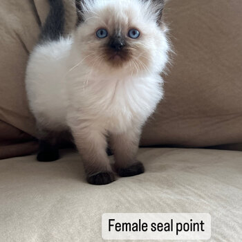 Purebred Ragdoll Kittens 2x seal point 2x blue point