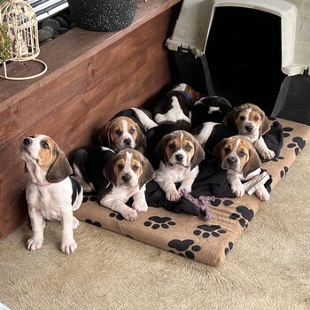 Tri Colour Beagle Pups
