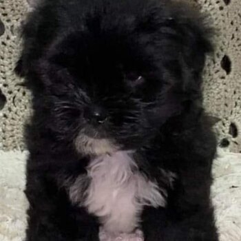 Moodle x Shihtzu/maltese Ready for forever homes now!