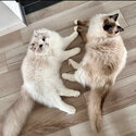 Male and Female ragdoll kittens ready for a rehoming-1