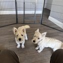 2 West Highland White Terriers-1