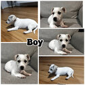 Jack Russell puppies -1