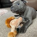 Amazing Friendly Blue Staffordshire Bull Terrier Puppy Looking For His New Forever Owner