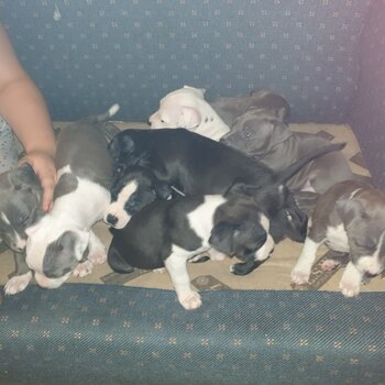 Blue english staffy pups for sale