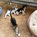 Three Beautiful Kittens looking for their Forever Home.-4