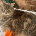 Gorgeous grey Persian female cat needing to be re-homed as soon as possible-0
