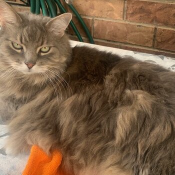 Gorgeous grey Persian female cat needing to be re-homed as soon as possible