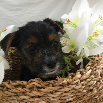 YORKSHIRE TERRIER FEMALE PUPS FOR SALE