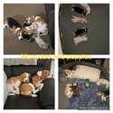 Gorgeous male beagle puppies for sale-3