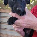 Border Collie x Kelpie puppies - Price reduced for THIS WEEKEND ONLY-3