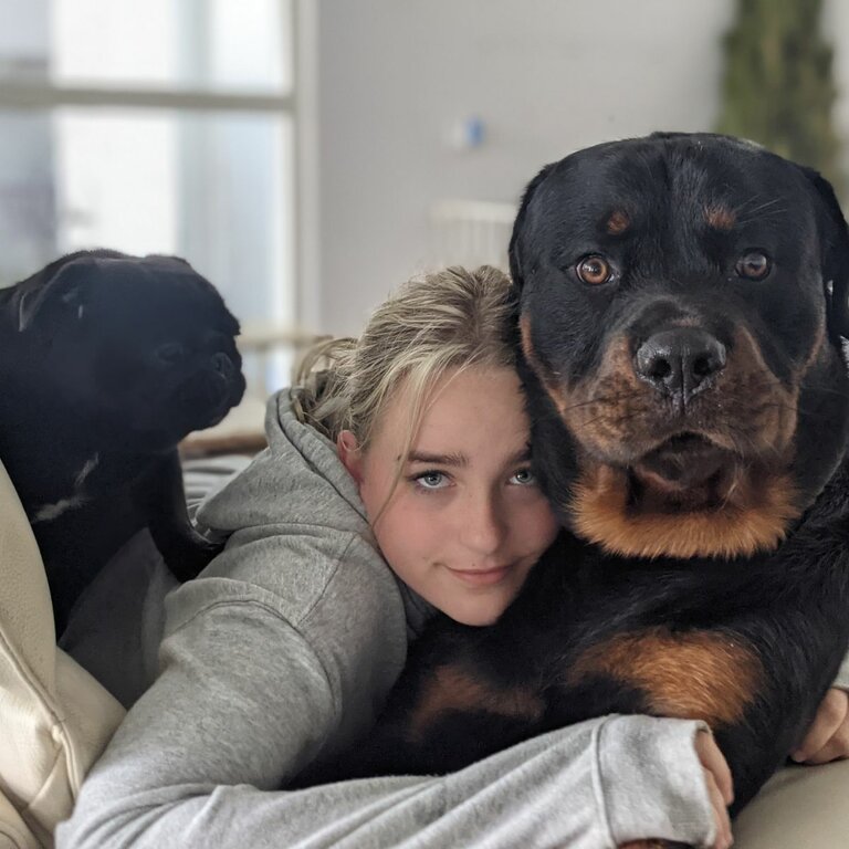 Rottweiler, pure bred family dog