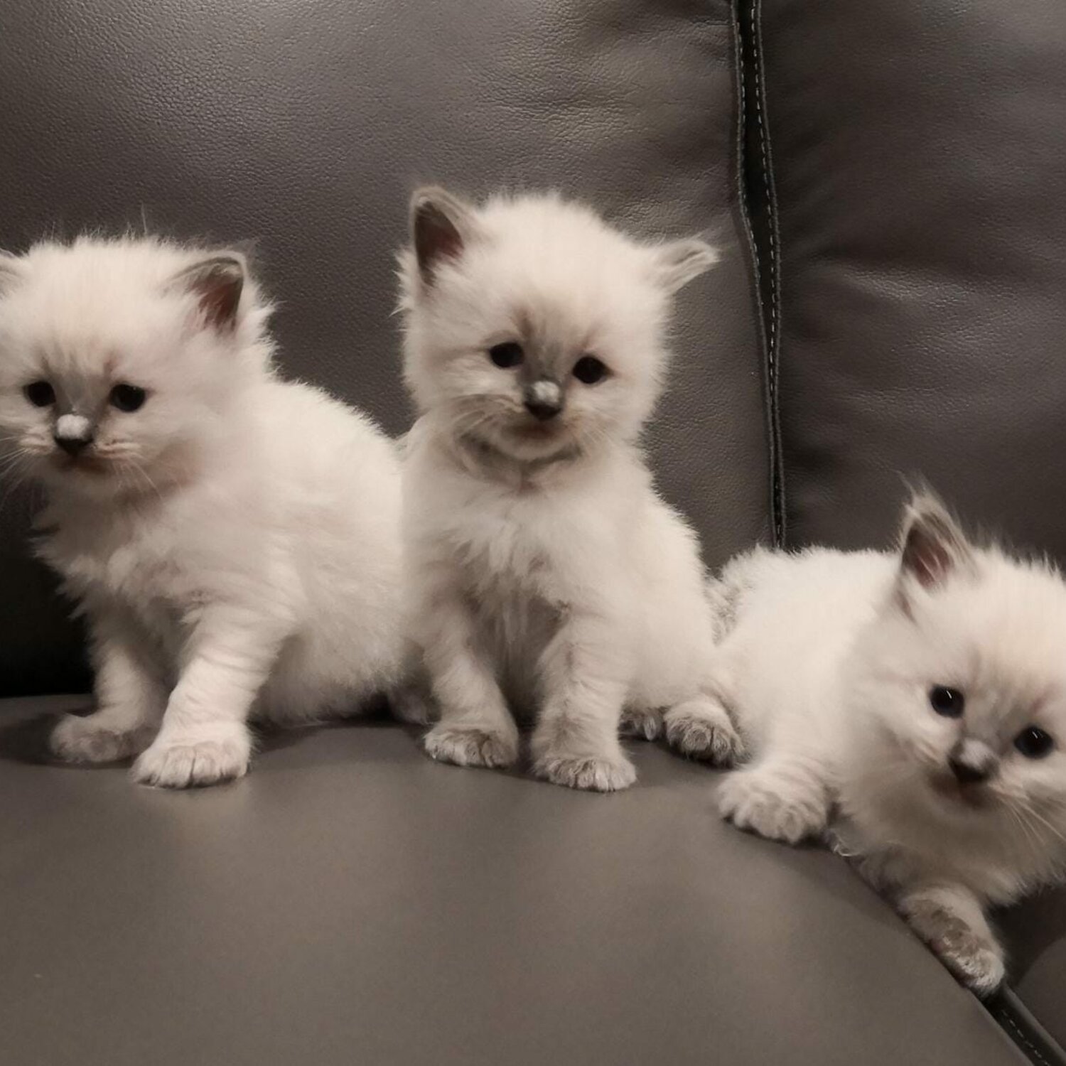 Purebred Ragdoll Kittens for Sale
