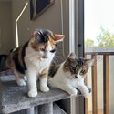 2 bonded 9 month and 6 month old kittens-0