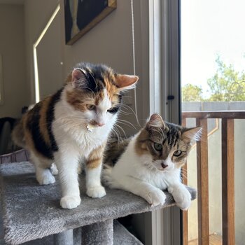 2 bonded 9 month and 6 month old kittens