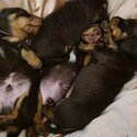 3 Pure-bred Miniature Smooth Coat Dachshunds 