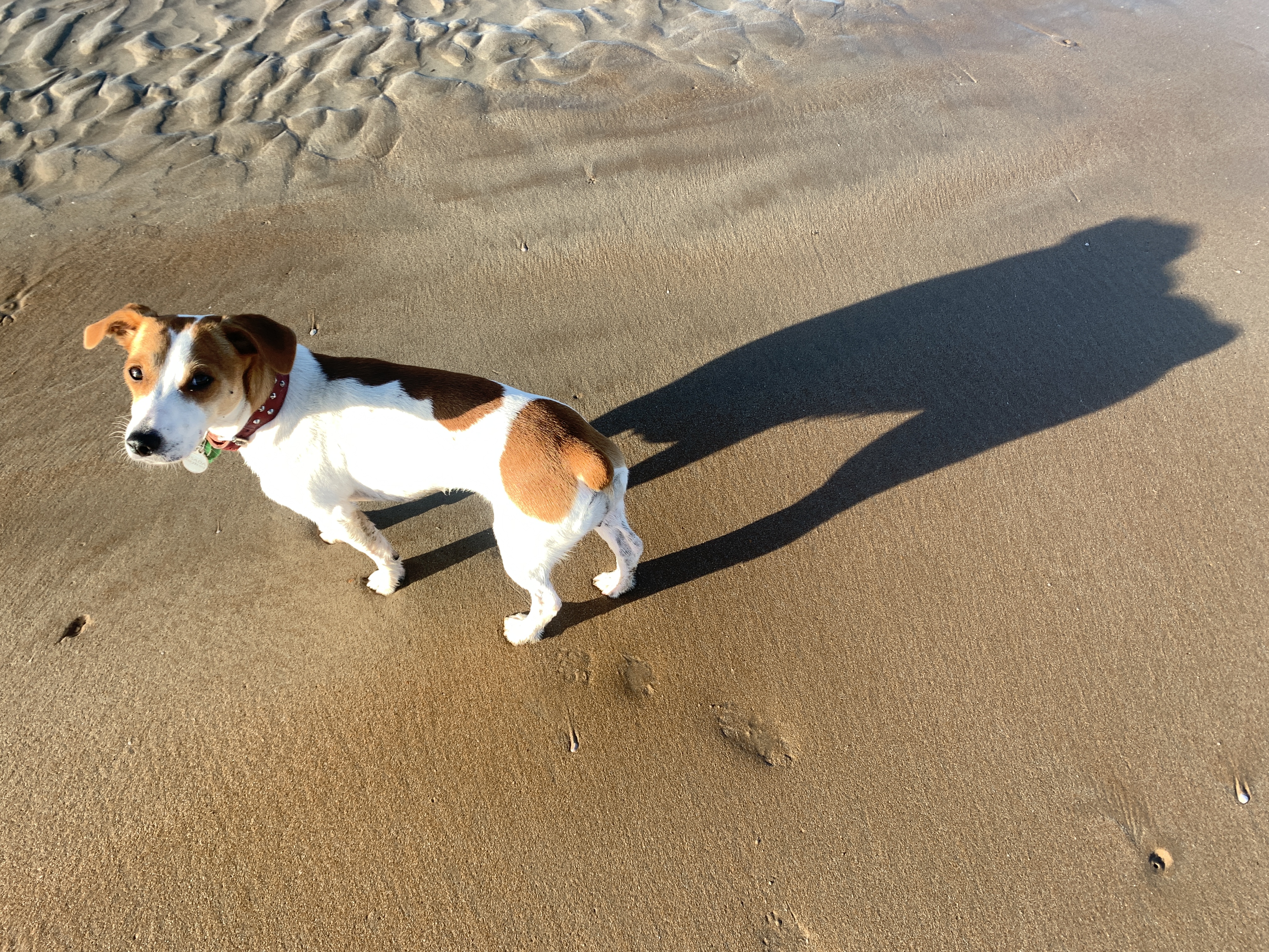 Beautiful Natured Jack Russell Lady looking for a Dad