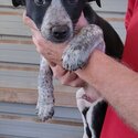Border Collie x Kelpie puppies - Price reduced for THIS WEEKEND ONLY-0